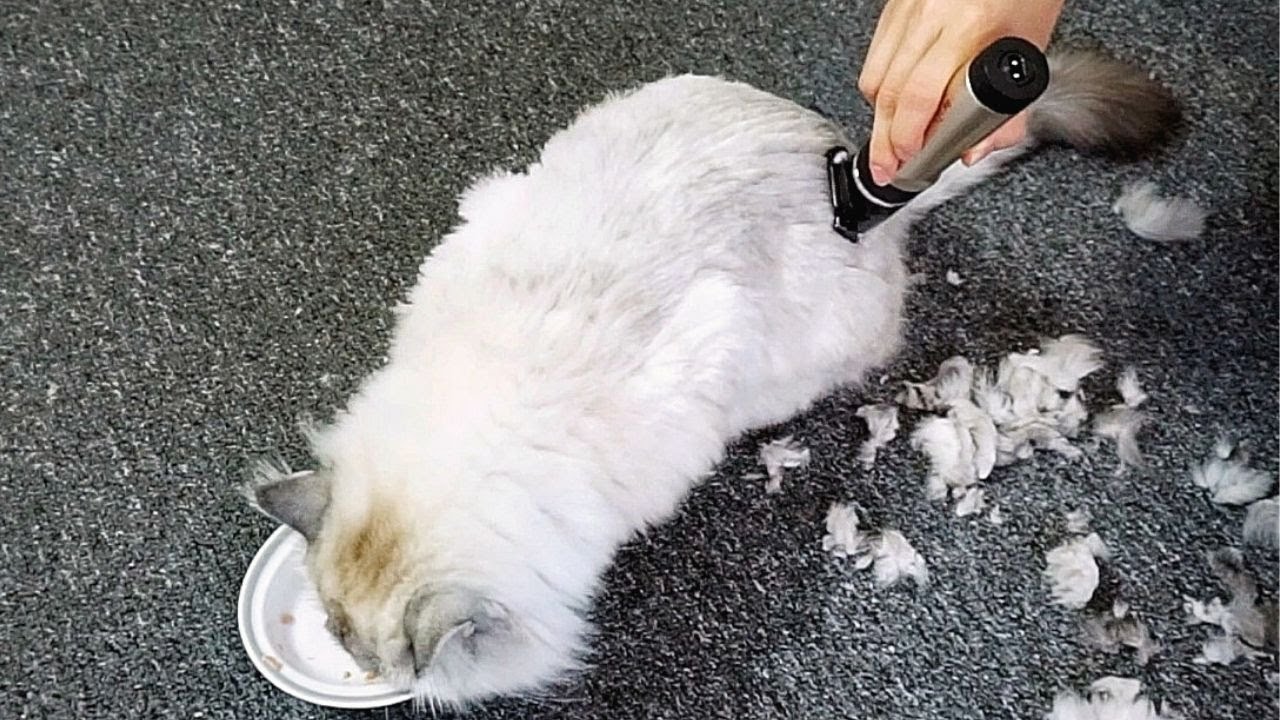 How to Shave a Long Haired Cat at Home