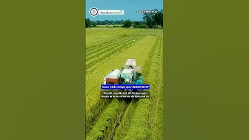 Chuyển đất trồng lúa sang cây lâu năm và những vấn đề pháp lý cần biết