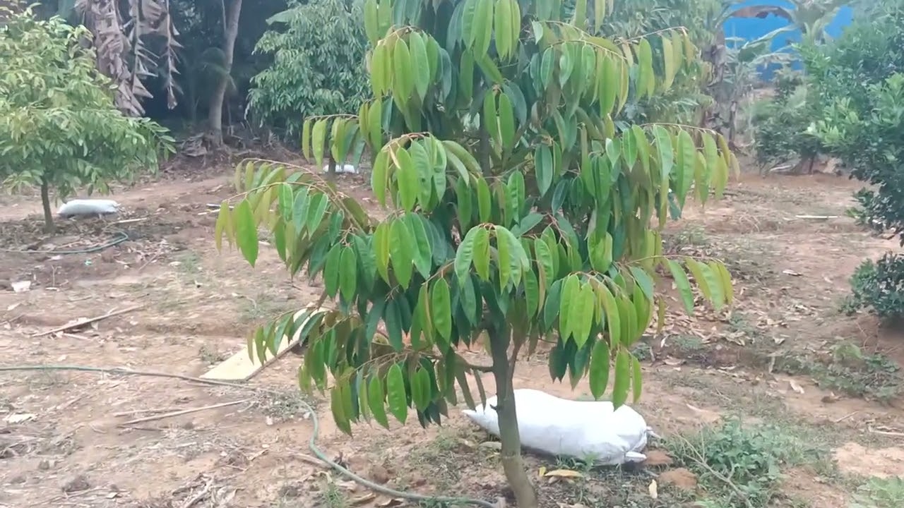 6 cara ampuh buat durian cepat besar #fruit #durianrider #durian #durianindonesia #durianmusangking 