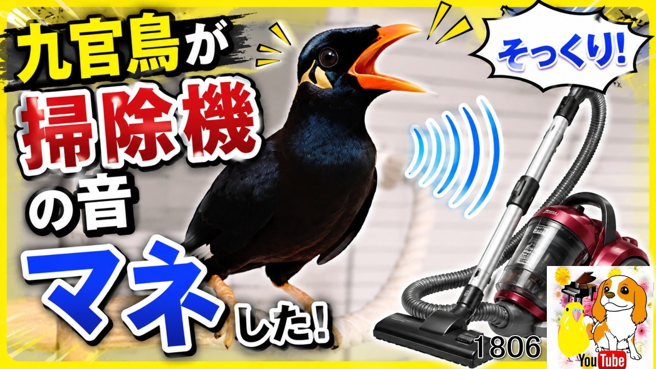 九官鳥と暮らすとこんなに楽しい！ものまね おしゃべり Hill Myna
