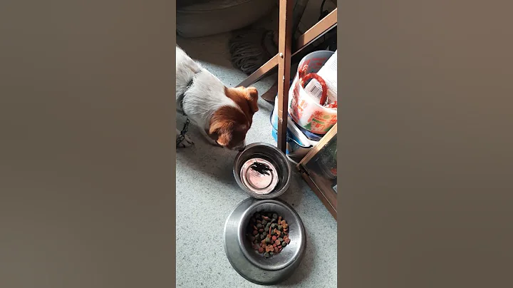 crazy dog