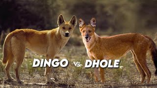 Dingo Vs Dhole Australias Wild Hunter Vs Asias Wild Dog - Similarities & Differences