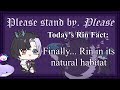 Rin gets Twitch Affiliate after FAR too long (+ Gin &amp; idolES reveal)