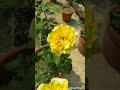 Rose Plant(Yellow) 💛 🌹#rooftopgarden #video #shorts #shortvideo #viralvideo || The Bong Garden ❤️