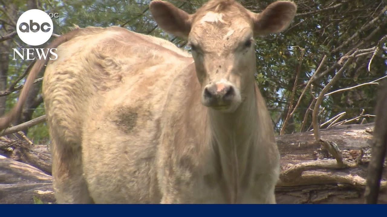 Herd of cows assisting in arrest is ‘pretty cool,’ police say