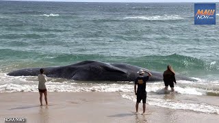 Video: Sperm whale carcass washes up on Kauaʻi beach, prompts agency response