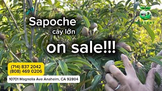 On Sale Sapoche Alano Và Silas Wood Tuần Này