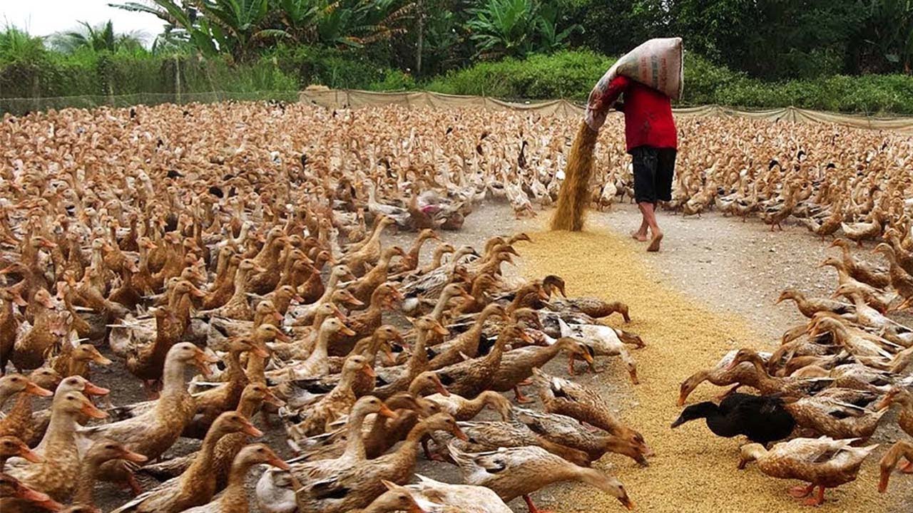 Billions Of Ducks Are Raised For Eggs And Meat This Way - Duck Farming