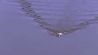 Mudd Butt Baits New Floating Frog