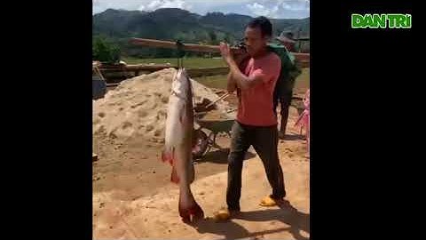 Câu được 2 con cá lăng đuôi đỏ nặng 30 kg ở lòng hồ Sê San B