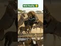 #Survival is not a choice/Lions Encounter Buffalo Herd With Calves|Wildlife Survival in Wild#shorts