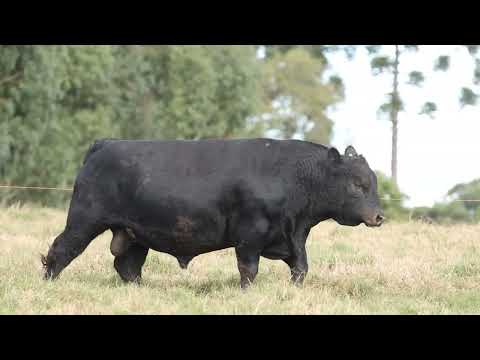 LOTE 02   TE881 FRIO ANGUS DA LIMEIRA