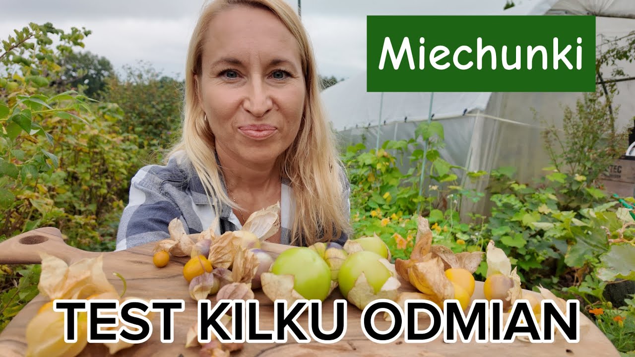 Miechunki peruwiańskie i pomidorowe czyli Physalis i Tomatillo - porównanie kilku odmian 