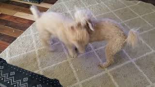 NEO THE LABRADOODLE IN THE MATRIX by Dreamydoodles Northwest 69 views 4 years ago 41 seconds