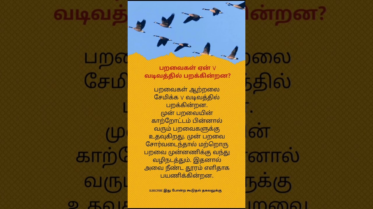 Ever Noticed Birds Flying in V Shape? | Here’s the Real Reason!