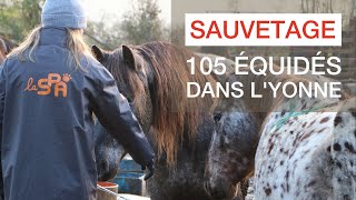 Saisie de 105 équidés dans l’Yonne : un sauvetage incroyable durant le confinement