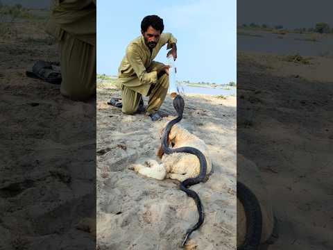 Allah Bhrd Par Brah Saamp