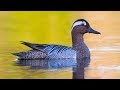 Птицы России 2 - На реках и озерах Подмосковья  С комментариями
