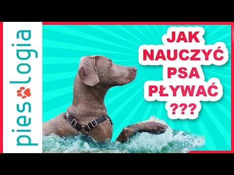 Wideo: Jak Nauczyć Psa Pływać?