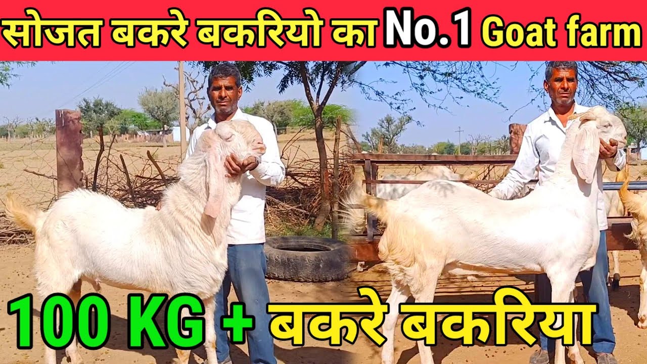 सोजत बकरे बकरियो का No.1 Goat farm 100KG+बकरे बकरिया