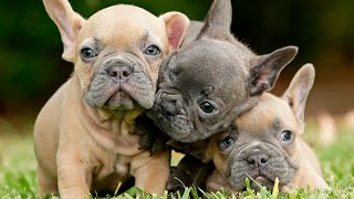 (WARNING: You Will Melt!) The CUTEST French Bulldog Puppies You'll Ever See by Dog Name Search 11,699 views 1 year ago 10 minutes, 12 seconds
