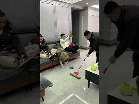 smart husky #animals #short #shorts #dog #viral