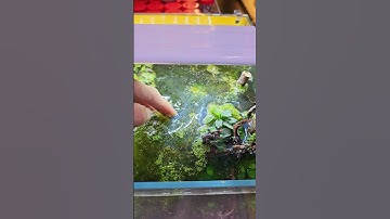 Cách diệt tất cả các loại rêu hại cho bể cá  #aquascape #aquarium  #hothuysinh