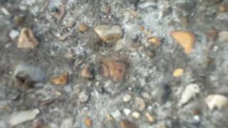 Random Ants video