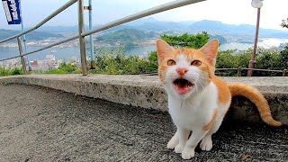 通り掛かる観光客にしきりに何かを訴えかける野良猫