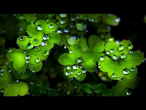 Terapi Paling Ampuh? Dengerin Suling Sunda Ini Bikin Kamu Tenang Seketika!