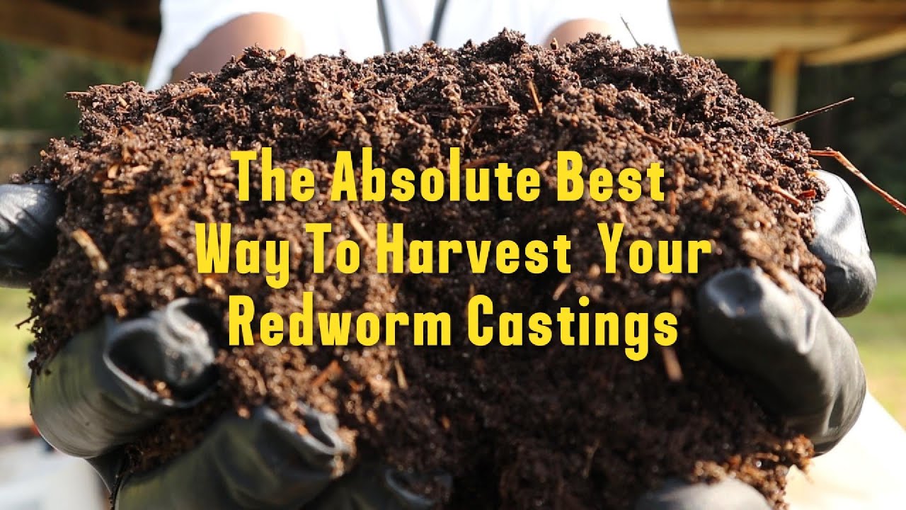 The Best Way To Harvest Worm Castings