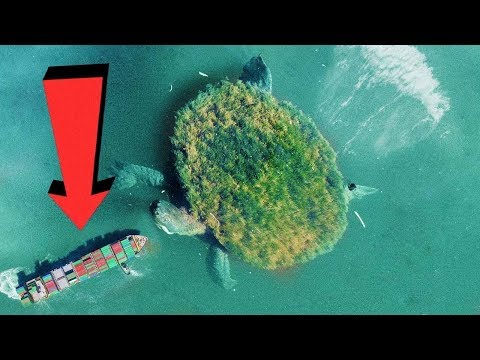Vídeo: Monstruo Marino Kraken - Vista Alternativa