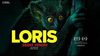 Loris: The Venomous Primate That Moves in Silence While the Forest Watches