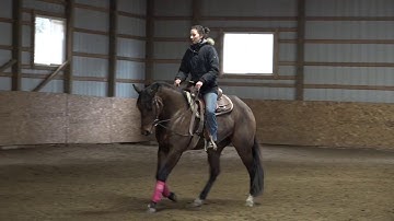 Counter canter exercise