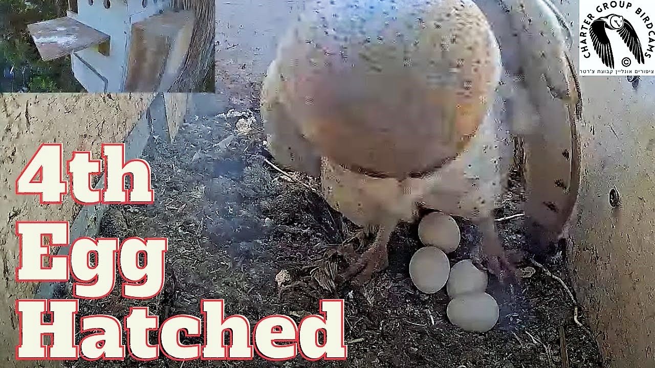 Congrats the 4th eggs was laid today in LIVE Barn Owl/Pigeon Israel Cam