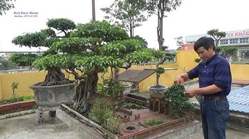 Chia sẻ vườn cảnh anh Đặng Văn Minh  TP Nam Định - TP Cây đa bến nước sân đình