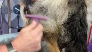 Dog Grooming:Removing undercoat from a German Shepherd