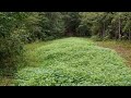 DIY Food Plot for deer