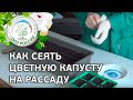 🥦 Как сеять цветную капусту на рассаду. Как подготовить почву к посеву рассады капусты.