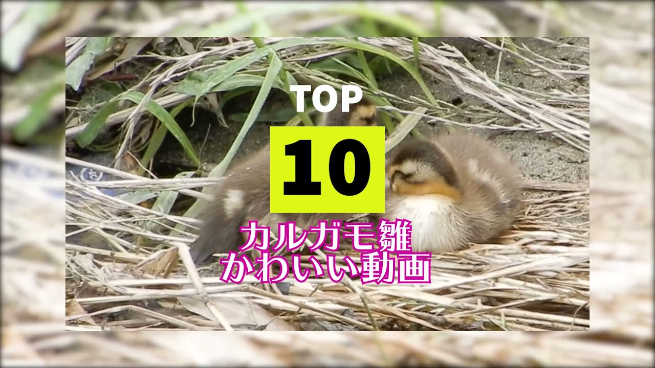 カルガモ雛 かわいい動画ベスト10 Youtube