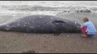 Zifio aparece en la playa de Almerimar, #Almería 🐬