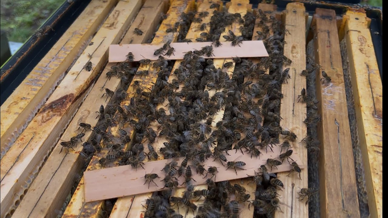 575. Február - čo nám prezradí kontrola včelstiev 