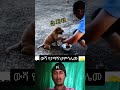 Ethiopianmusic Mezmur Dr Ethioking Adis Ethiopian Dawit Ethiopia Omg Wow Ethiopianmusic Mezmur Dr Ethioking Adis Ethiopian Dawit Ethiopia Omg Wow