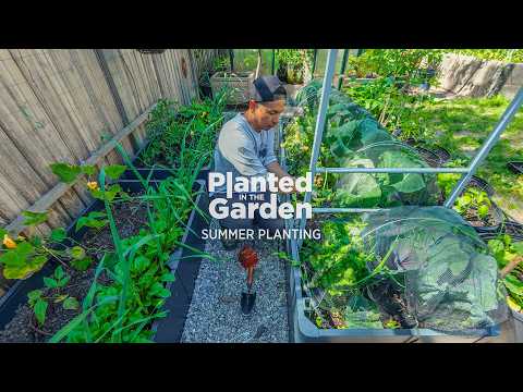 Thumbnail for Summer is here. Time to transition the garden.