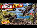 Almost Take Off 😮👀Big Jumps Sandy &amp; Luna Surprise Everyone 😮 Full Fledgling Mode Practice On Peak 🔥🦅