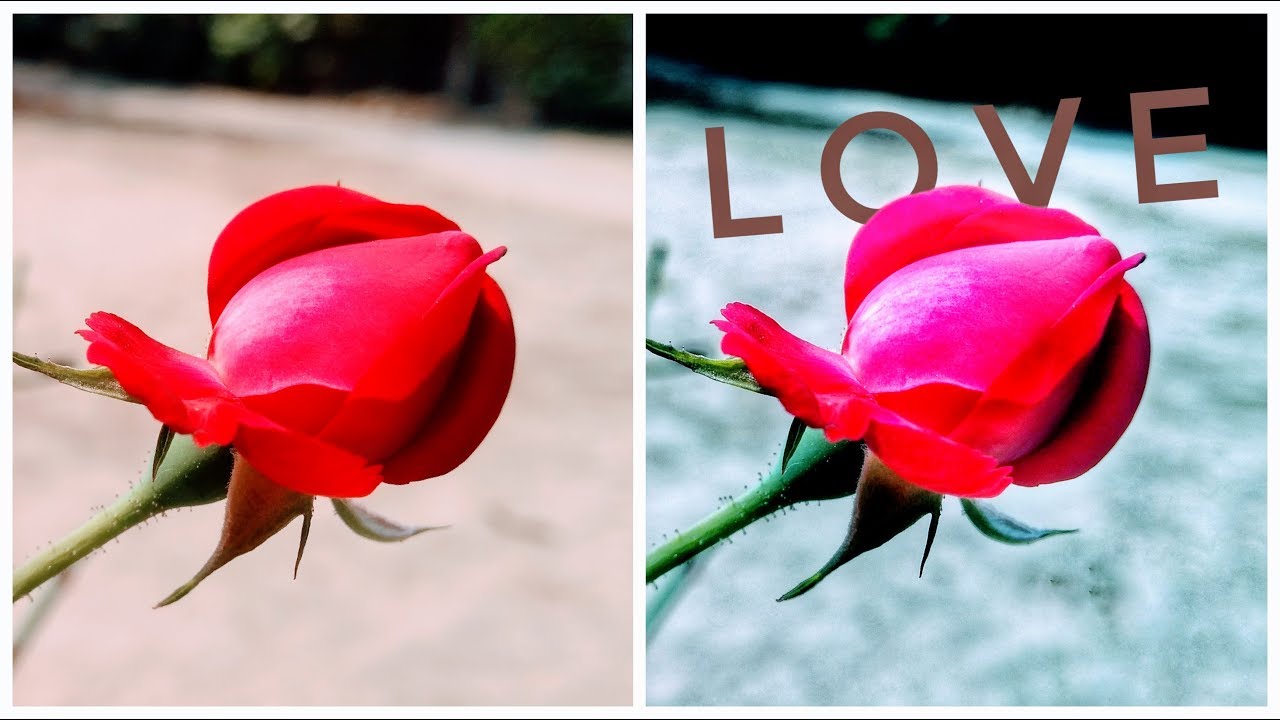 SNAPSEED FLOWER EDIT (NEW EDIT SNAPSEED 2018)