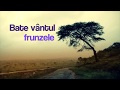 Verde nime-n drum - Mircea Rusu & Grupul Iza (Official Lyric Video)
