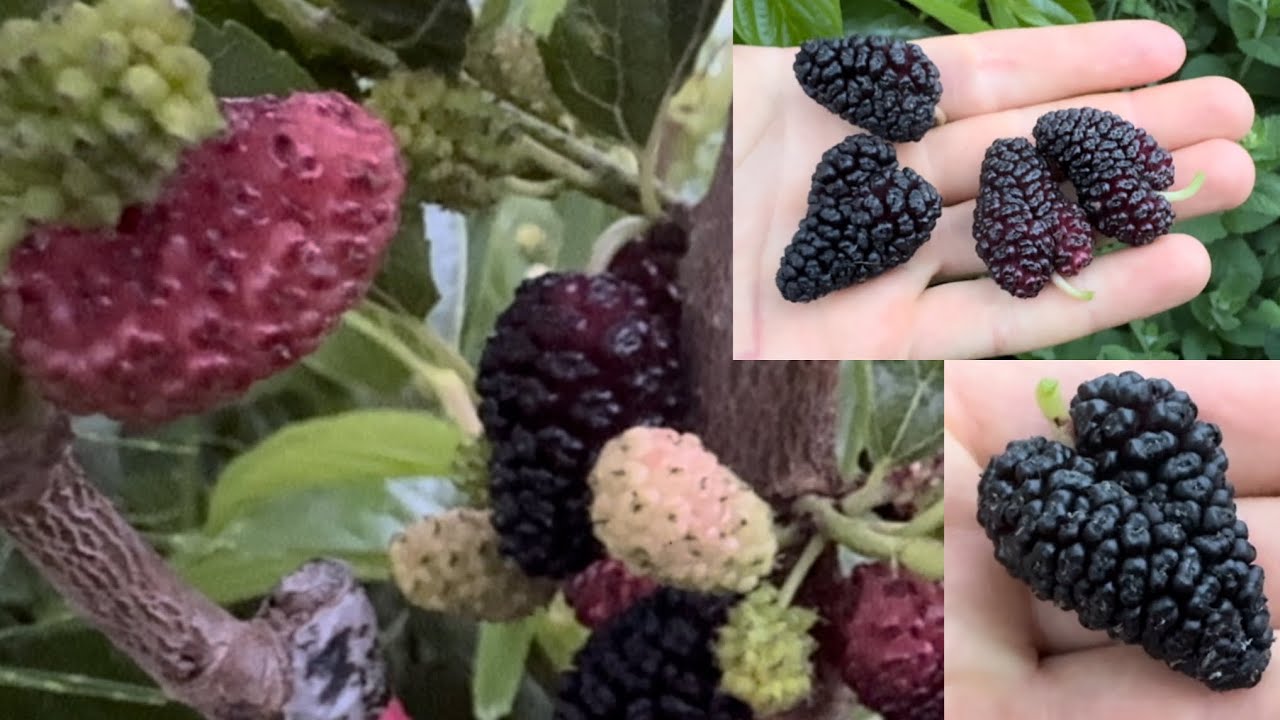 Black Queen Mulberry Taste