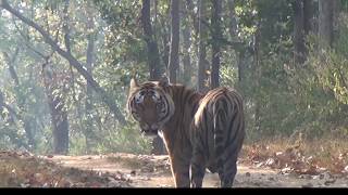 Kanha and Pench National Parks, Indian Tiger Reserves  Full Movie