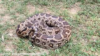 Celebrity Rescue And Release Rock Python ( अजगर ) | irshad snake rescuer Wealth